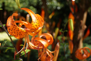 泪洒赛场！国乒组合憾失金牌，女将赛后一度哽咽